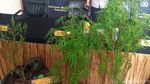 Ini Penampakan Pohon Ganja Milik Pesulap Oge Arthemus