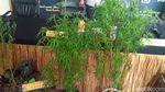 Ini Penampakan Pohon Ganja Milik Pesulap Oge Arthemus