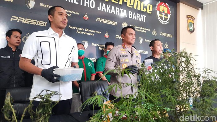 Penampakan phon ganja yang ditanam Oge Arthemus