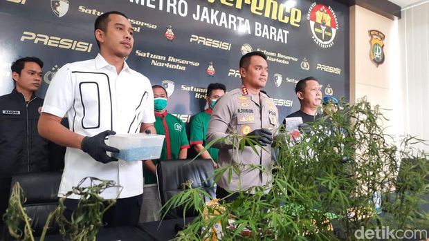 Penampakan phon ganja yang ditanam Oge Arthemus