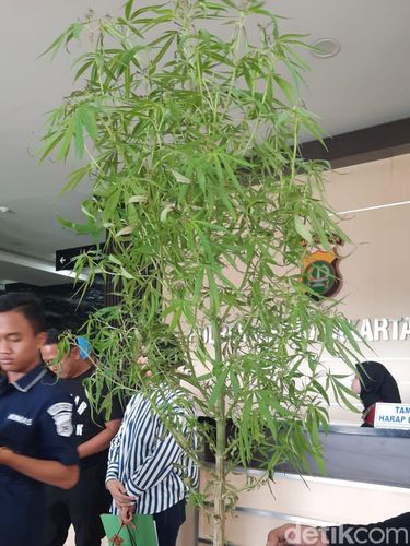 Penampakan pohon ganja usia 5 bulan yang ditanam pesulap Oge Arthemus