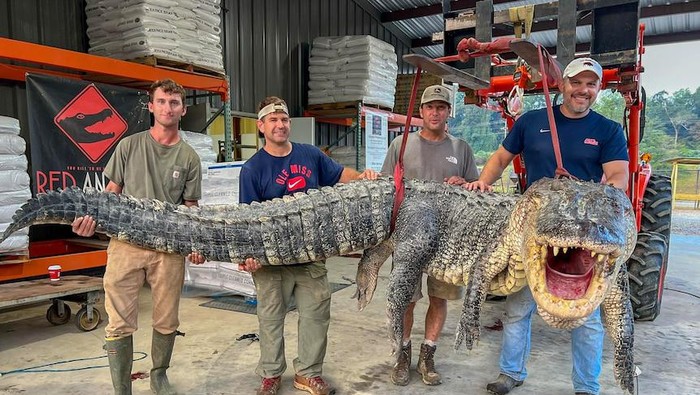 Perburuan Aligator di Mississippi Pecahkan Rekor Setelah Melewati Upaya yang Melelahkan Mental