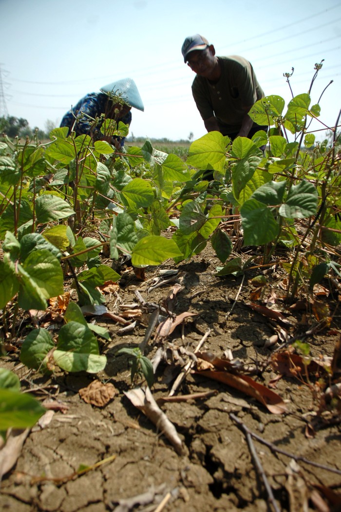 Petani memeriksa lahan tanaman kacang hijau yang mengalami kekeringan di Desa Karangmalang, Kabupaten Tegal, Jawa Tengah, Selasa (29/8/2023). Musim kemarau menyebabkan 450 hektare lahan pertanian kacang dan padi di daerah itu terancam gagal panen dan minim pengairan. ANTARA FOTO/Oky Lukmansyah/rwa.