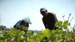 Sedihnya Petani Terancam Gagal Panen Gegara Kemarau