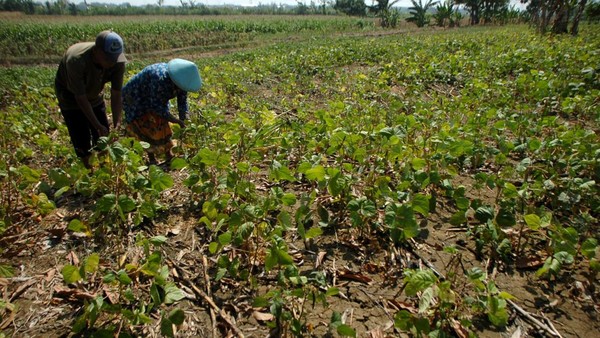 Sedihnya Petani Terancam Gagal Panen Gegara Kemarau