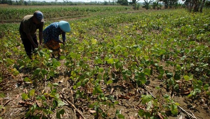 Petani memeriksa lahan tanaman kacang hijau yang mengalami kekeringan di Desa Karangmalang, Kabupaten Tegal, Jawa Tengah, Selasa (29/8/2023). Musim kemarau menyebabkan 450 hektare lahan pertanian kacang dan padi di daerah itu terancam gagal panen dan minim pengairan. ANTARA FOTO/Oky Lukmansyah/rwa.