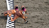T-rex sebenarnya menjelajahi planet ini antara 65 juta dan 67 juta tahun lalu. Sebuah penelitian yang diterbitkan dua tahun lalu di jurnal Science memperkirakan sekitar 2,5 miliar dinosaurus pernah hidup. Film-film Hollywood seperti Jurassic-Park telah menambah ketertarikan publik terhadap makhluk karnivora tersebut.