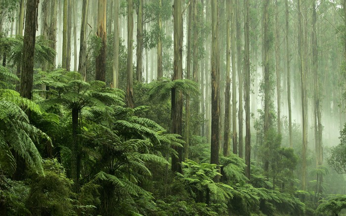 Linking the Yarra Valley with the mountain areas around Marysville is the road known as the Black Spur Drive, which passes between Healesville with Narbethong on the Maroondah Highway. Famous for its heady scenery of spectacular tall forests, the Black Spur winds its way up the Great Dividing Range.