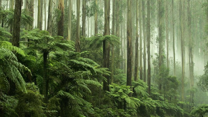 Linking the Yarra Valley with the mountain areas around Marysville is the road known as the Black Spur Drive, which passes between Healesville with Narbethong on the Maroondah Highway. Famous for its heady scenery of spectacular tall forests, the Black Spur winds its way up the Great Dividing Range.