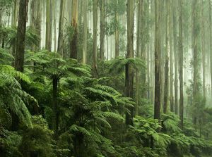 Dedaunan di Hutan Tropis Mulai Rusak Akibat Suhu Ekstrem, Tanda Kiamat?