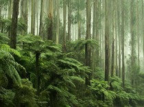 Tanda Kiamat Terlihat di Dedaunan Hutan Tropis