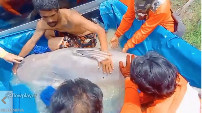 Ikan Lele Raksasa Tertangkap di Thailand