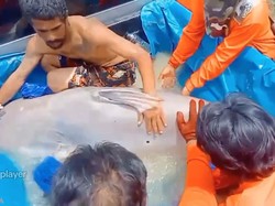 Kisah Nyata Ada Lele Raksasa Seberat Sapi Kurban