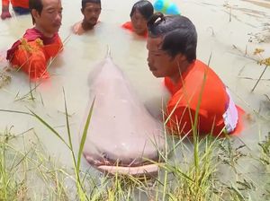 Cerita saat Warga Temukan Lele Raksasa Seberat Sapi, Panjangnya 2 Meter