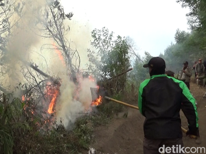 2 Hektare Hutan Kawasan TNBTS di Ranupani Terbakar Imbas Kemarau