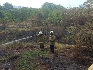 Alang-alang di Pademangan Terbakar gegara Puntung Rokok Dibuang Sembarangan