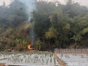 Gunung Ranggagading Kebakaran, Babi Bikin Warga Tak Berani Mendekat