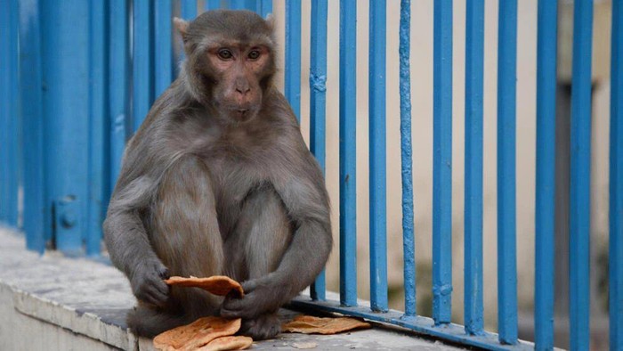 Indian authorities are trying to scare away macaque monkeys from the G20 summit venues in New Delhi © Sajjad HUSSAIN / AFP/File