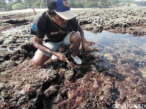 Cerita Warga Pangandaran Berburu Rumput Laut Demi Menyambung Hidup