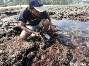 Cerita Warga Pangandaran Berburu Rumput Laut Demi Menyambung Hidup