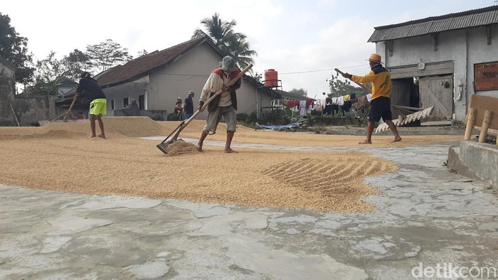 Pengusaha Gabah di Kecamatan Singaparna kabupaten Tasikmalaya jemur gabah padi basah di lahan kering.