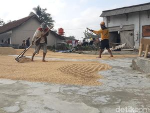 Panen Tak Maksimal gegara Kemarau, Harga Gabah di Tasik Naik