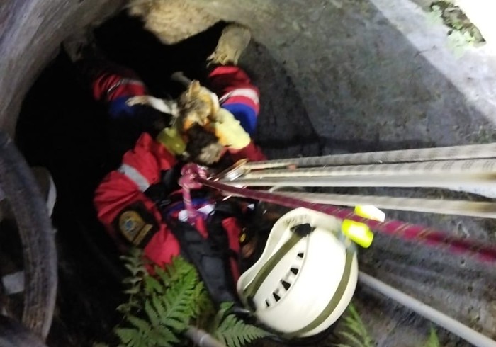 Penyelamatan kucing di dalam sumur di Klaten