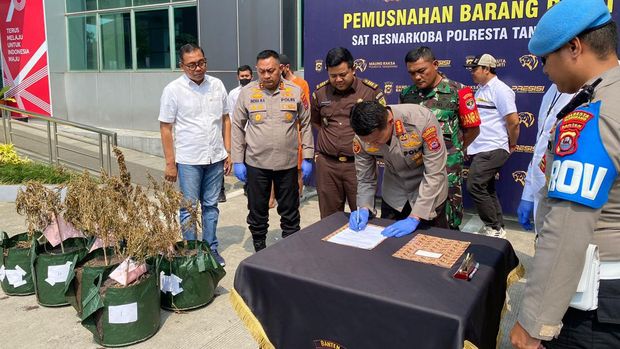 Polres Metro Tangerang memusnahkan 8 pohon ganja yang disita dalam penangkapan seorang fotografer inisial RA.