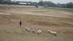 Potret Waduk Mengering di Sragen, Ribuan Hektare Sawah Terancam