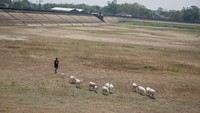 Kondisi ini mengancam sekitar 2.488 hektare sawah pertanian di 13 desa yang menjadi daerah irigasi Waduk Botok.  