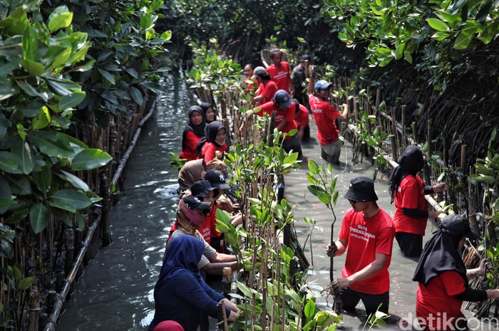 Sebanyak 1.015 bibit pohon mangrove ditanam di kawasan konservasi hutan bakau Muara Tawar Segarajaya, Kabupaten Bekasi. Hal ini untuk menjaga kelestarian lingkungan.