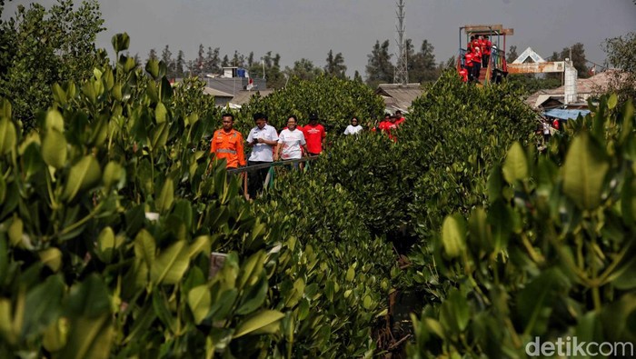 Seribu Mangrove, Hijaukan Hutan Bakau Muara Tawar Segarajaya Sebanyak 1.015 bibit pohon mangrove ditanam di kawasan konservasi hutan bakau Muara Tawar Segarajaya, Kabupaten Bekasi. Hal ini untuk menjaga kelestarian lingkungan.