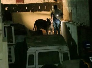 Bikin Panik! Singa Kabur dan Berkeliaran di Jalanan