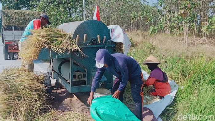 Sisa lahan yang bisa dipanen di Desa Klepu, Kecamatan Ceper, Rabu (30/8/2023).