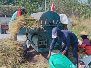 Sambat Petani Klaten Tak Reguk Untung Meski Harga Gabah dan Beras Terus Naik