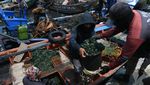 Suka Makan Kerang Hijau? Begini Prosesnya Ambil dari Laut
