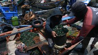 Kerang hijau ini akan dikumpulkan untuk dibersihkan sebelum nantinya dijual.  