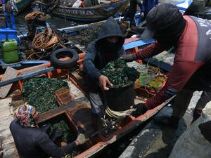 Suka Makan Kerang Hijau? Begini Prosesnya Ambil dari Laut
