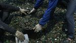 Suka Makan Kerang Hijau? Begini Prosesnya Ambil dari Laut