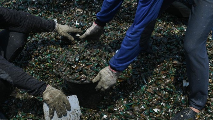 Nelayan menurunkan kerang hijau usai dipanen dari Teluk Jakarta di Cilincing, Jakarta, Rabu (30/8/2023). Kerang hijau menjadi salah satu komoditas hasil laut utama bagi nelayan di kawasan Cilincing. ANTARA FOTO/Hafidz Mubarak A/foc.