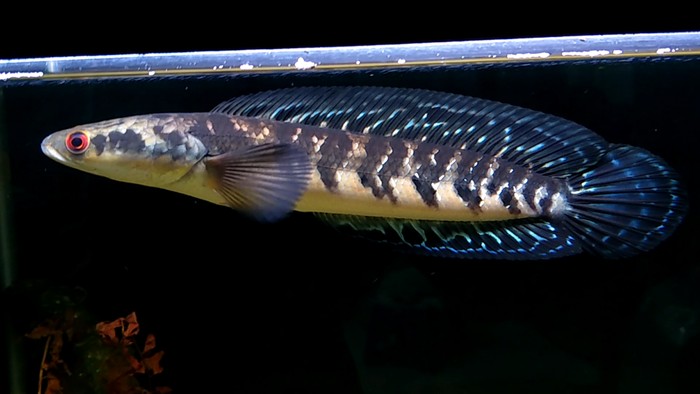Ikan Channa Maru (Channa marulioides).