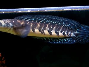Predator Cantik Channa yang Banyak Ditemukan di Kalimantan