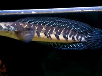 Predator Cantik Channa yang Banyak Ditemukan di Kalimantan