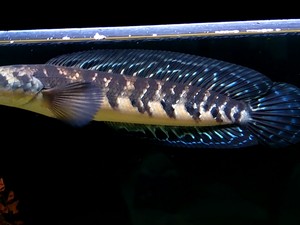 Predator Cantik Channa yang Banyak Ditemukan di Kalimantan
