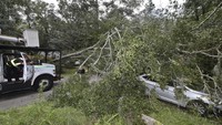 Sejumlah petugas sudah dikerahkan untuk mengevakuasi mobil yang tertimpa pohon di Tallahassee, Florida.  