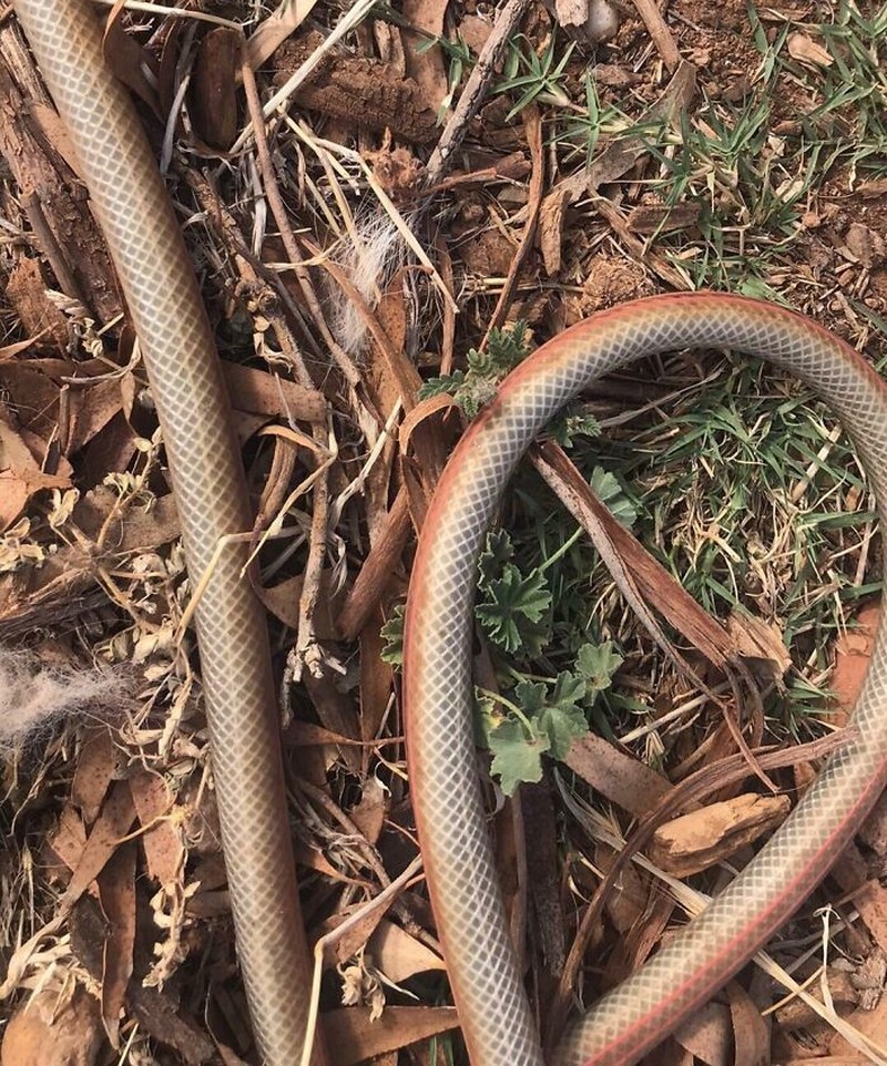 Foto penampakan bukan hantu