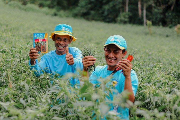 Ilustrasi Petani Cabai