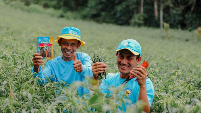 Ilustrasi Petani Cabai