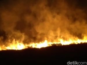 Kebakaran Ilalang di Kawasan Ijen, Petugas Butuh 3 Jam Padamkan Api