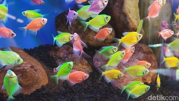 Sistem autofokusnya adalah Octa PD, yang menggunakan semua pixel dalam sensor untuk menentukan titik fokus. Foto: Tim Detikcom